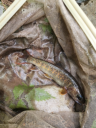 イワナの釣果