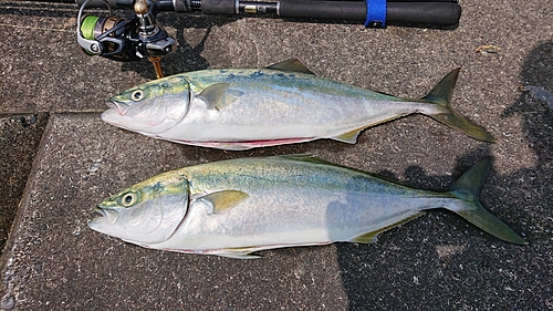 イナダの釣果