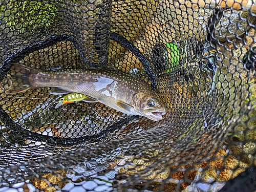 イワナの釣果