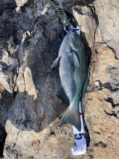 クチブトグレの釣果