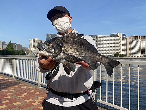 チヌの釣果