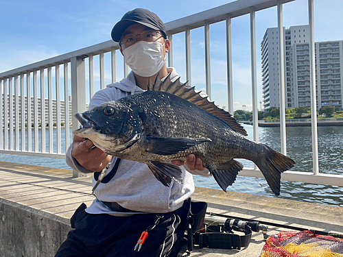 キビレの釣果