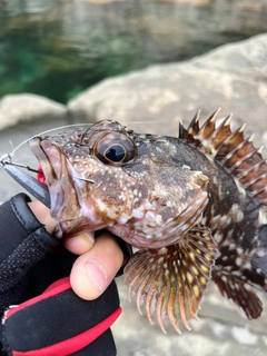 ガシラの釣果