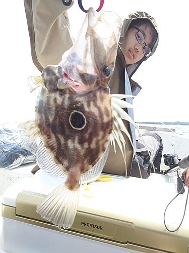 マトウダイの釣果