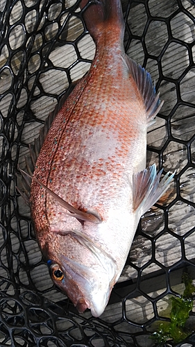 アカアマダイの釣果