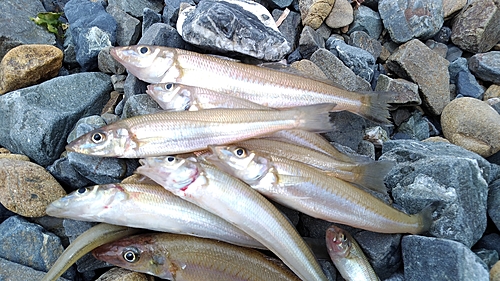 キスの釣果