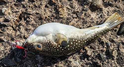 フグの釣果