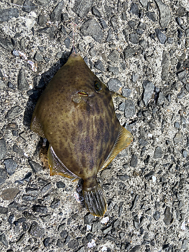 カワハギの釣果