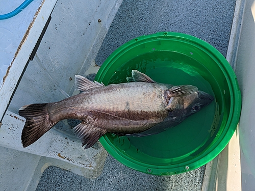 アラの釣果