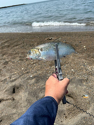 コノシロの釣果