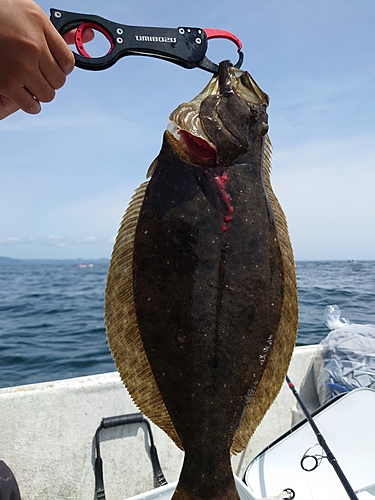 ヒラメの釣果