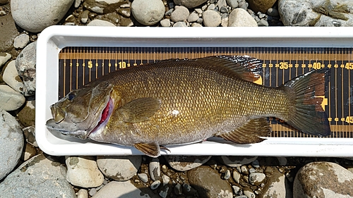 スモールマウスバスの釣果