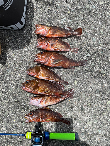 カサゴの釣果