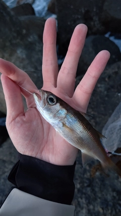 ムツの釣果