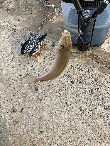 シロギスの釣果