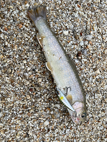 イワナの釣果