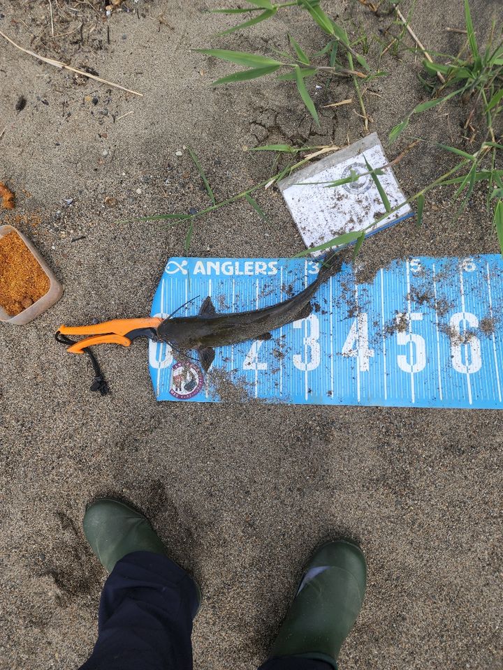 アメリカナマズ