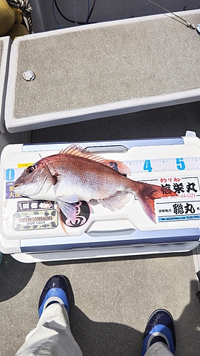 マダイの釣果