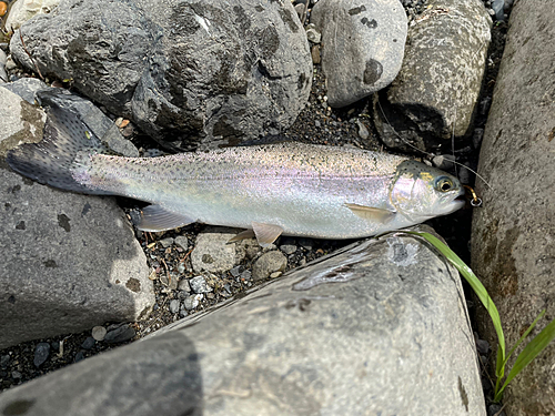 ニジマスの釣果