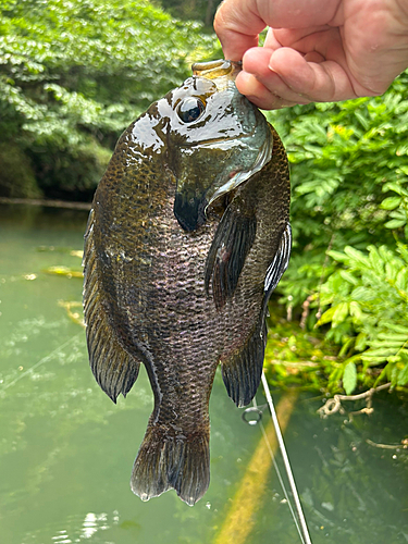 ブルーギルの釣果