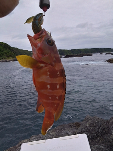 アカハタの釣果