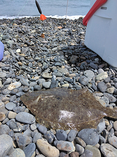 ガンゾウビラメの釣果