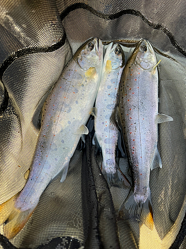 アマゴの釣果