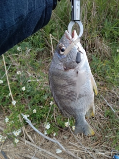 キビレの釣果