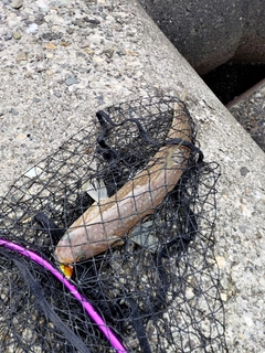 エソの釣果