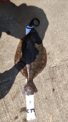 マコガレイの釣果