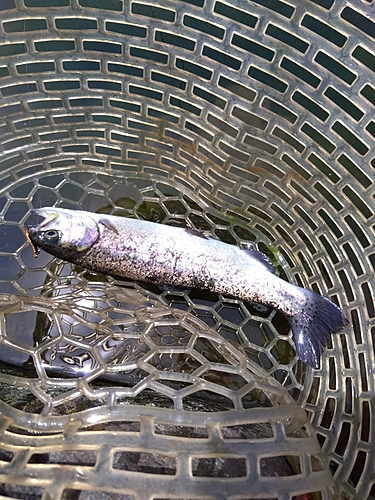 ニジマスの釣果