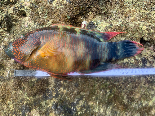 ミツバモチノウオの釣果