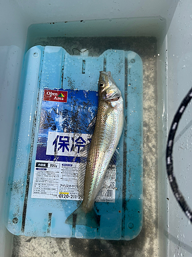 シロギスの釣果