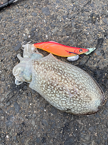 シリヤケイカの釣果