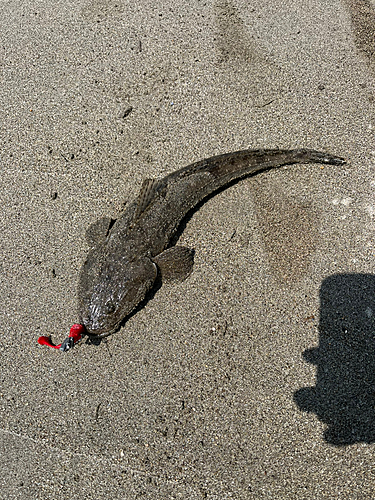 マゴチの釣果