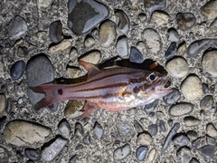 オオスジイシモチの釣果