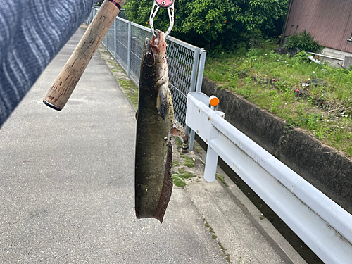 ナマズの釣果