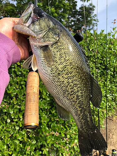 ブラックバスの釣果