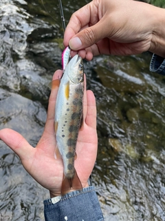 ヤマメの釣果