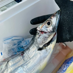 タチウオの釣果