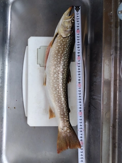 アメマスの釣果