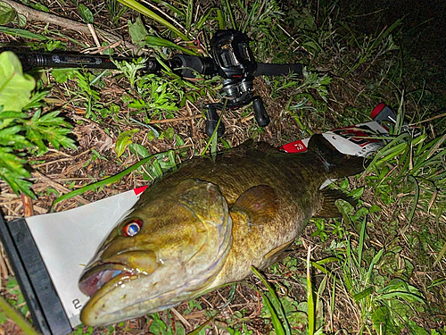 スモールマウスバスの釣果