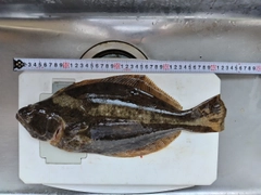 ヒラメの釣果