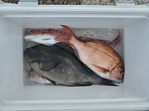 メジナの釣果