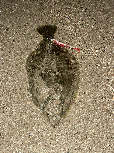 カレイの釣果