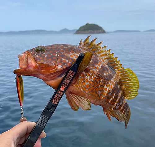 キジハタの釣果