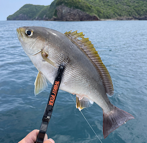 イサキの釣果