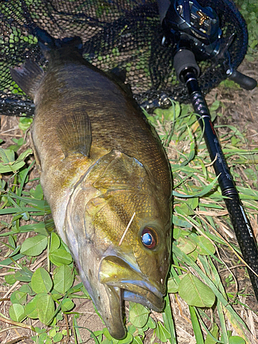 スモールマウスバスの釣果