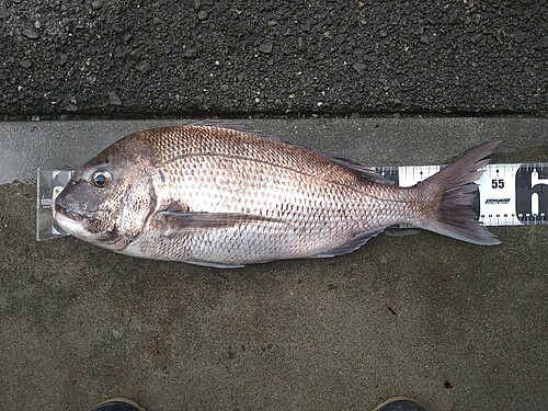 タイの釣果