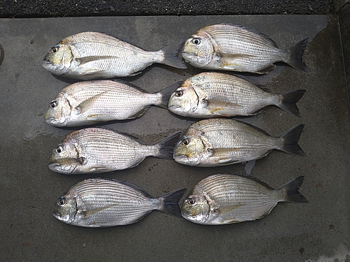 ヘダイの釣果